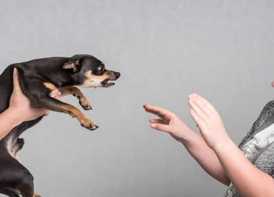 ترس از سگ چه دلایلی دارد و چگونه می توان بر آن غلبه کرد؟