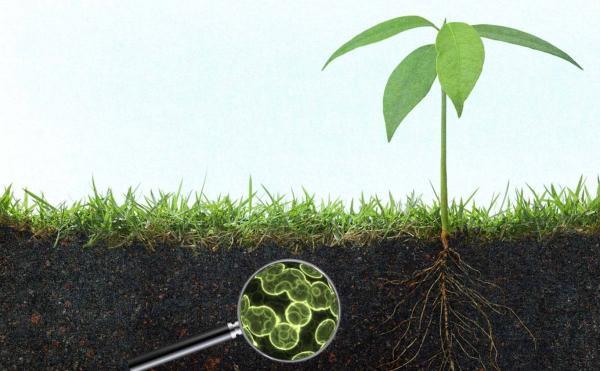 فراوری آنتی بیوتیک با میکروبی نادر در خاک