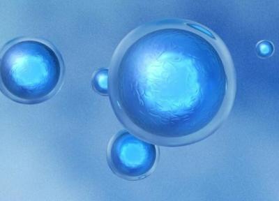 شناسایی یک مسیر بیولوژیک برای بازتولید سلول های بنیادی و درمان سرطان