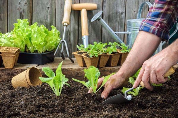 آماده سازی خاک باغچه برای کاشت سبزی ، 8 گام برای اینکه سبزی بکاریم